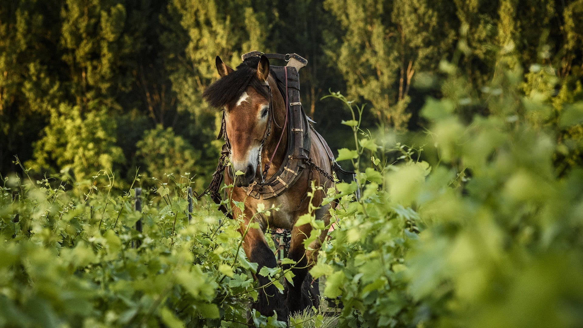 Billecart_Horse_9ee8a066-faaf-