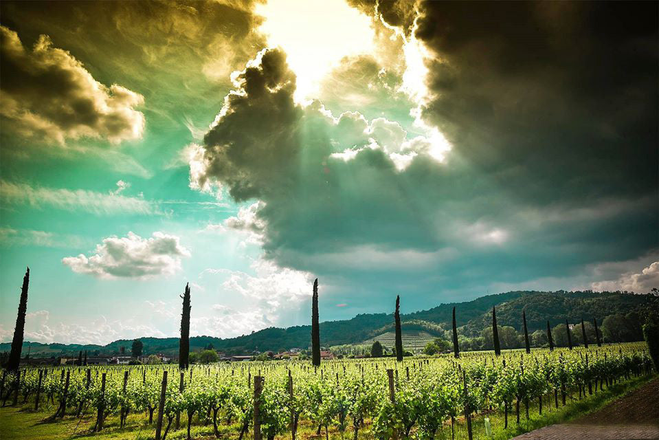 Venica_Venica___Hart_Cru_071f3