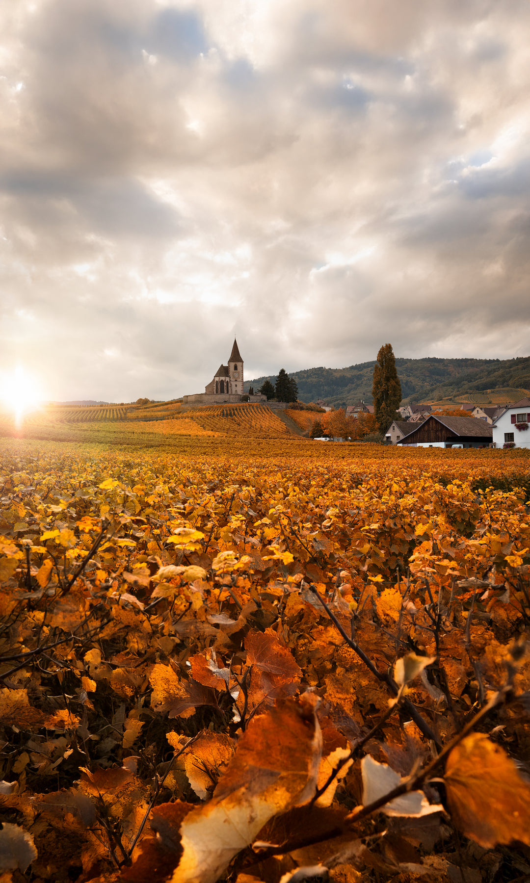 THE MAGIC OF ALSACE SUNDAY SCHOOL | 10 WINES | $95