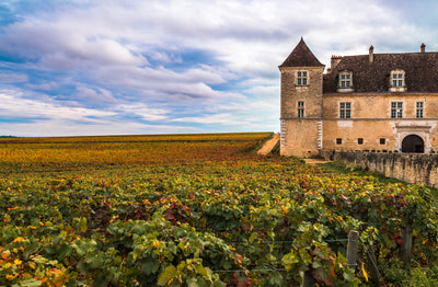 TIPTOEING INTO BURGUNDY with BOURGOGNE ROUGE