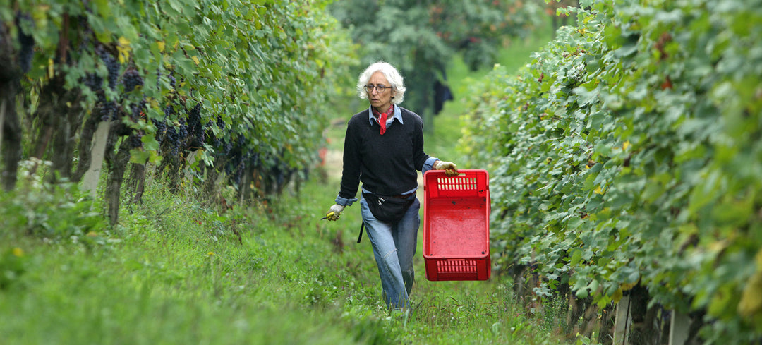CANTINA BARTOLO MASCARELLO
