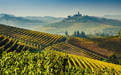 IN PRAISE OF TRADITIONAL, MOODY NEBBIOLO